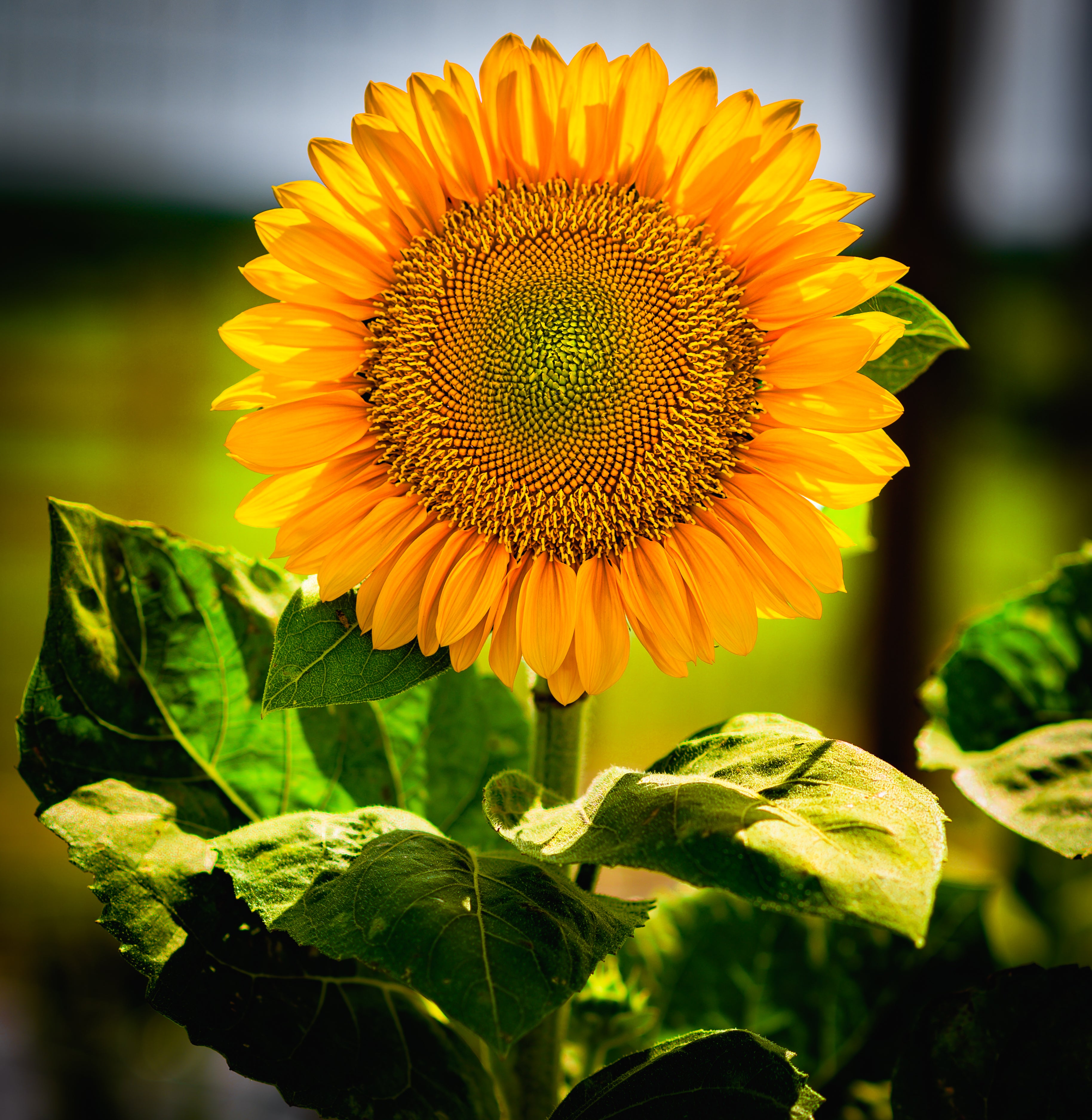 My Personal Potting Soil Recipe (5 min read) – BBlumenFlowerFarm