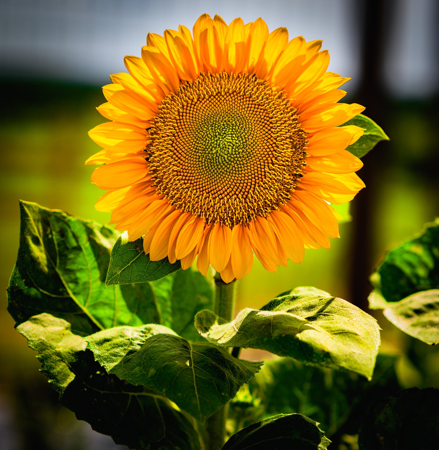 B. Blumen Flower Farm in Godley, Texas BBlumenFlowerFarm