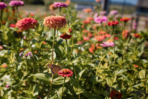 How to Harvest and Store Seeds