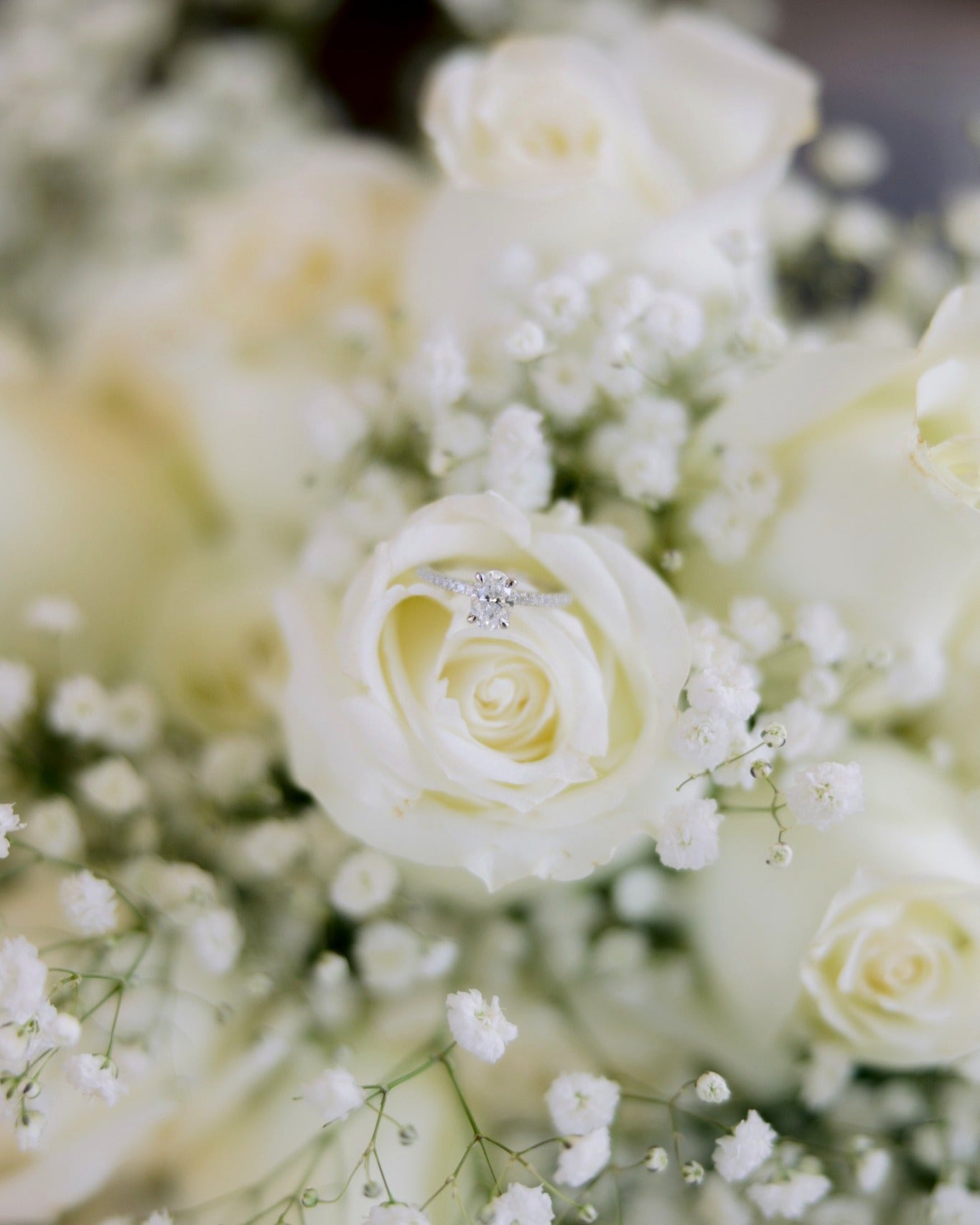 White Rose and Baby’s Breath Study — The Springs, Rockwall
