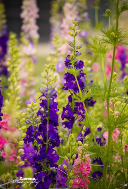 Seeds - Larkspur