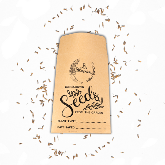 Seeds - Centaurea