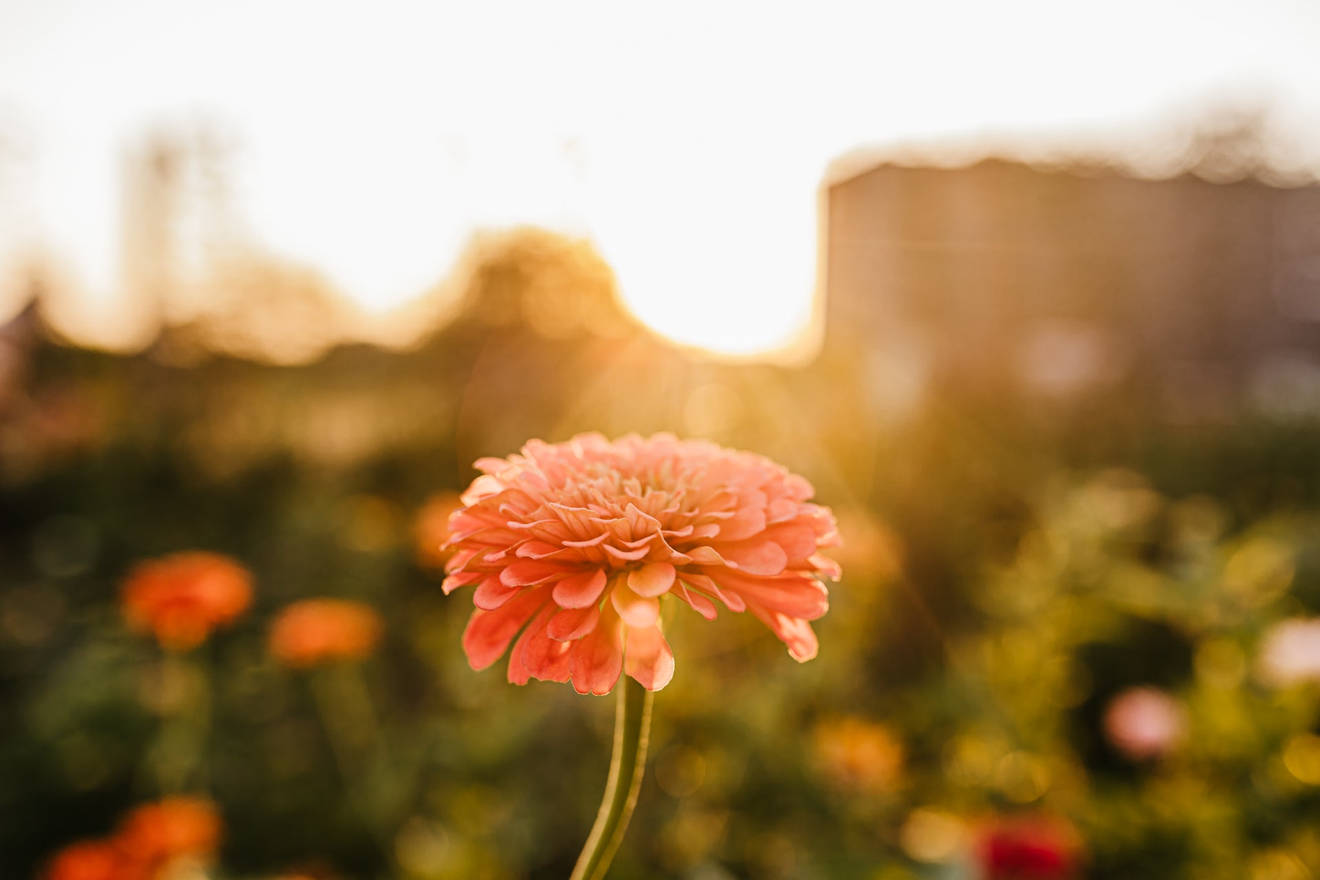 B. Blumen Flower Farm in Godley, Texas BBlumenFlowerFarm